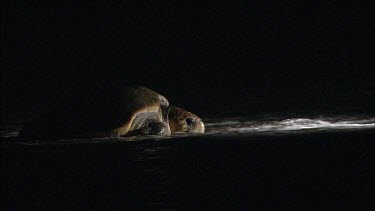 Turtle at night leaving sea to return to beach for egg laying and nesting