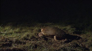 turtle beginning nesting. Digging hole for egg laying.