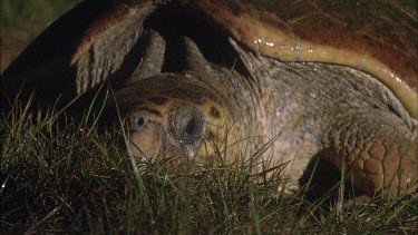 Head of turtle. Turtle beginning nesting. Digging hole for egg laying.