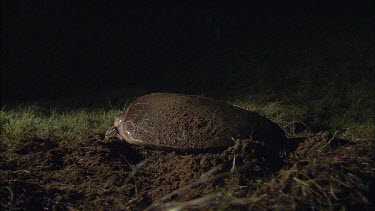 turtle beginning nesting. Digging hole for egg laying.