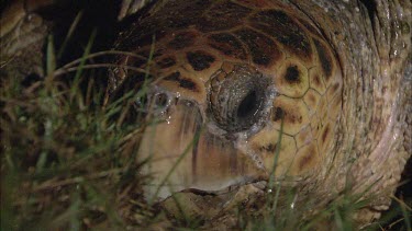 Head of turtle. Turtle beginning nesting. Digging hole for egg laying.