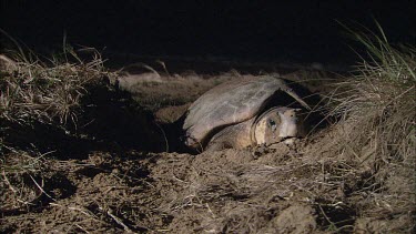 Turtle digging nest burrow.  Egg laying.