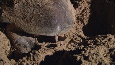 View of flippers digging. Turtle digging nest burrow.  Egg laying.