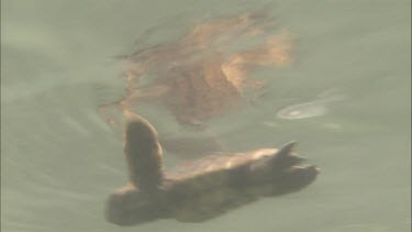 Loggerhead Turtle hatchling swimming