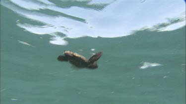 Loggerhead Turtle hatchling swimming