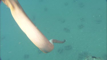 Olive sea snake swimming to wreck underwater. See tail like rudder, vertically compressed.