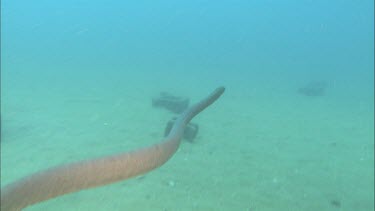 Olive sea snake swimming to wreck underwater