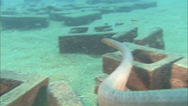 Olive sea snake swimming to wreck underwater
