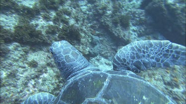 Green turtle swimming underwater. See belly underside and greenish tinge to shell. Nice close ups of shells, flippers. Flipper is tagged.
