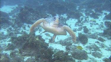 Green turtle swimming towards camera.