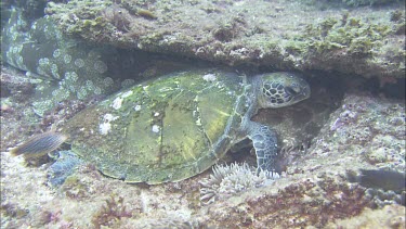Green turtle and wobbegong shark sheltering together under a ledge.