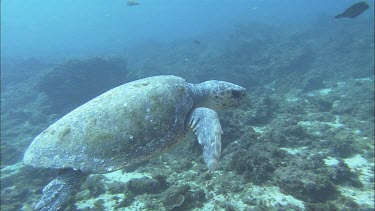 Loggerhead Turtle swimming slowly