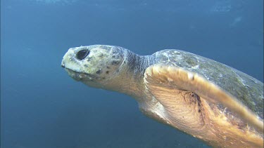 Loggerhead Turtle swimming slowly turning. Head, face, beak.