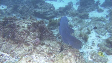 Male Eastern Blue Groper.  Brilliant blue with yellow eyes. Swimming over reef.