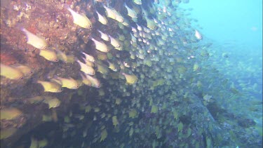 Mass of schooling reef fish, Bullseyes large dense school forming curtain against rock.