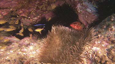 Habitat of coral reef, many fish, anemone and black sea urchins together. Red fish hiding under coral ledge, other fish schooling together for protection.