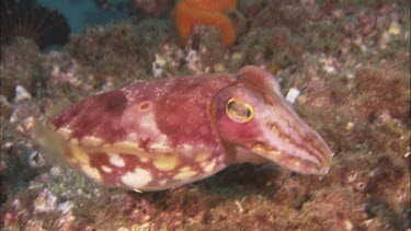 Cuttlefish swimming and display