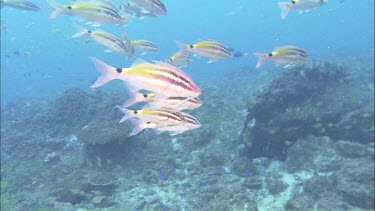 Black-spot Goatfish  black saddle with bright yellow patches dark stripes along body and pair of long barbels on chin. School of juveniles.