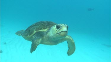 Loggerhead swimming againt blue sea water. Female chases male away from her feeding area.
