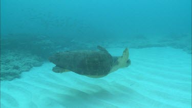 Loggerhead Turtle swimming slowly