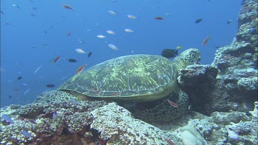 Green Turtle coral reef getting cleaned by cleaner fish. Cleaning station.