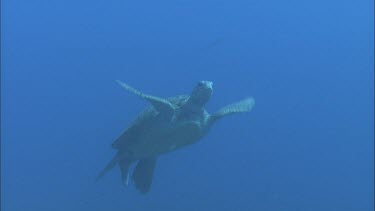 Green Turtle swimming against blue sea