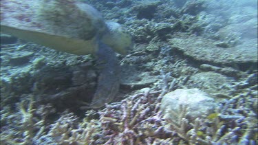 Male Loggerhead foraging, feeding on a clam