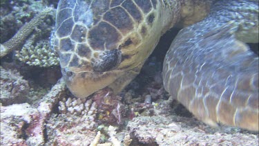 Male Loggerhead foraging, feeding on a clam. Tries to get it open