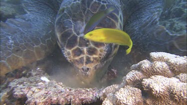 Male loggerhead breaking open clam shell. Feeding on the clam.