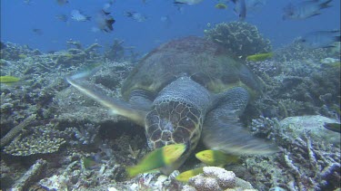 Male loggerhead breaking open clam shell. Feeding on the clam.