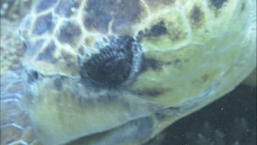 Male loggerhead breaking open clam shell. Feeding on the clam.