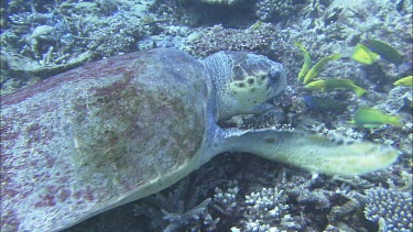 Male loggerhead breaking open clam shell. Feeding on the clam.