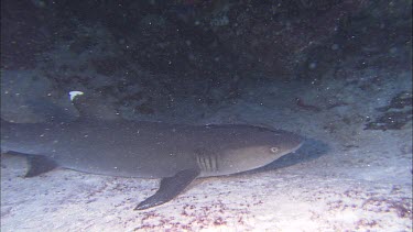 White-tipped reef shark resting under coral ledge