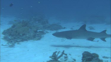 White-tipped reef shark swimming