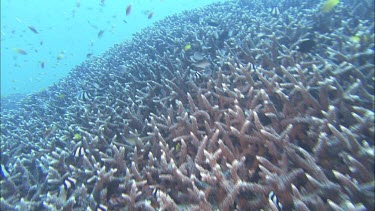 Staghorn coral habitat and fish. Variety of fish species sharing habitat. They dart in and around the coral for shelter and protection.
