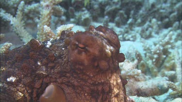 Day octopus swimming off, propusion through water.