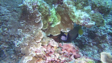 The adult emperor angelfish can be recognised by the blue-edged black band through eye and by the narrow blue and yellow stripes. Sheltering under a ledge. Feeding.