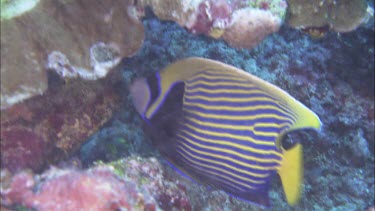 The adult emperor angelfish can be recognised by the blue-edged black band through eye and by the narrow blue and yellow stripes. Sheltering under a ledge. Feeding.