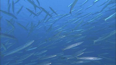 Large school of silver fish could be juvenile barracuda