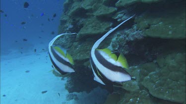 Breeding Pair of Reef Bannerfish next to coral.