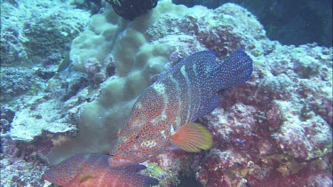 Blue-spotted Grouper,  Argus Grouper, Peacock Rockcod. Pair with irridescent blue spots on orangish body. Swimming around coral.