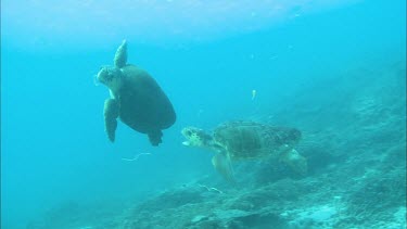 Two male loggerhead turtles fighting. The one chases the other, they circle through the water. The chaser tries to bite the other turtle.