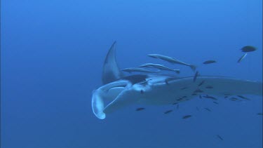 Manta Ray with remoras swimming close by. Underside, belly.