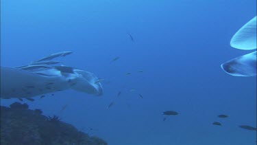 Two manta rays swimming together.