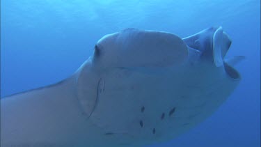 See spots on manta ray belly for identification of individual, like a fingerprint.