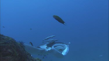 Manta Ray with remoras swimming close by. Underside, belly. Cleaning station