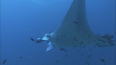 Manta Ray at a cleaning station on a reef