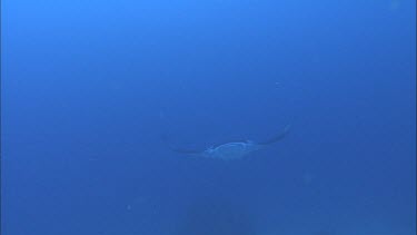 Manta Ray swimming through very blue sea
