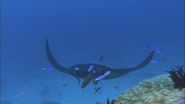 Black manta ray with black under belly