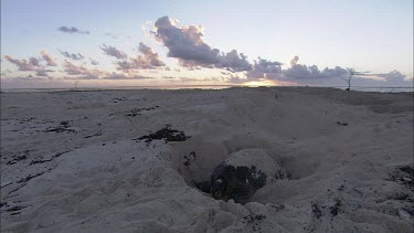 Green turtle digging nest on beach or covering nest with flippers.